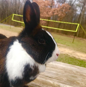 Meet your Posher, Lily